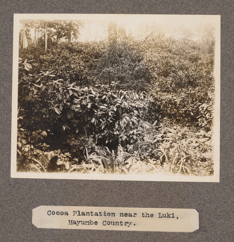 Cocoa plantation near the Luki, Mayumbe Country