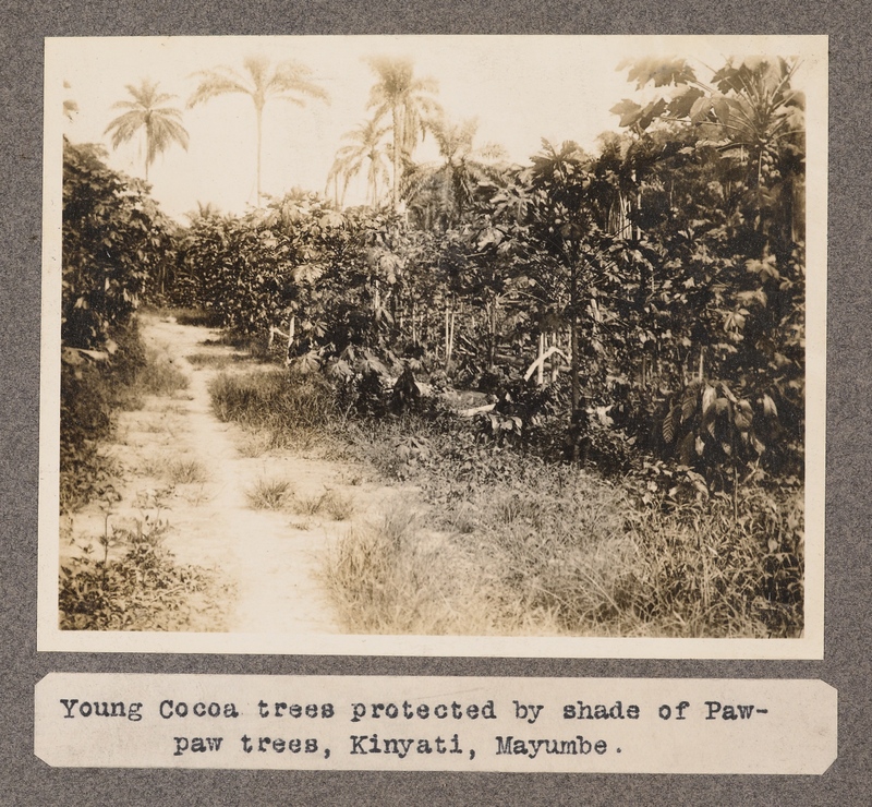 Young Cocoa trees proptected by shade of Paw-paw trees, Kinyati, Mayumbe