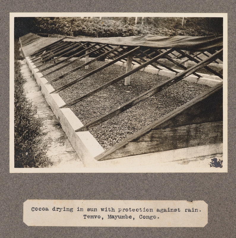 Cocoa drying in the sun with protection against the rain. Temvo, Mayumbe, Congo.