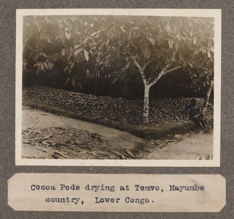 Cocoa pods drying at Temvo, Mayumbe country, Lower Congo