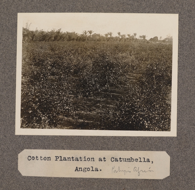 Cotton plantation at Catumbella, Angola