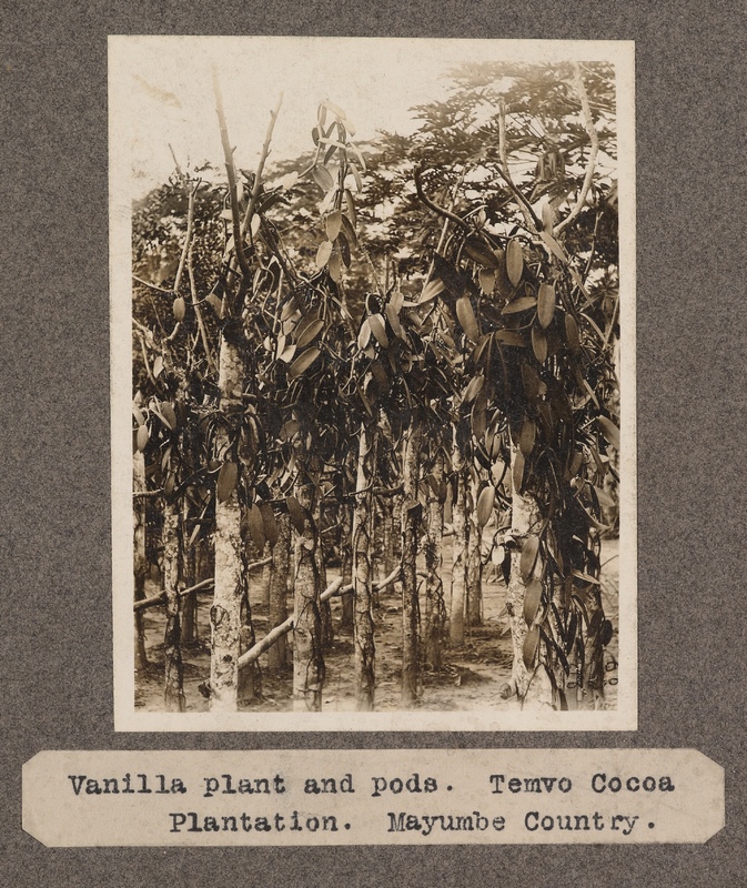 Vanilla plant and pods. Temvo Cocoa Plantation. Mayumbe Country.