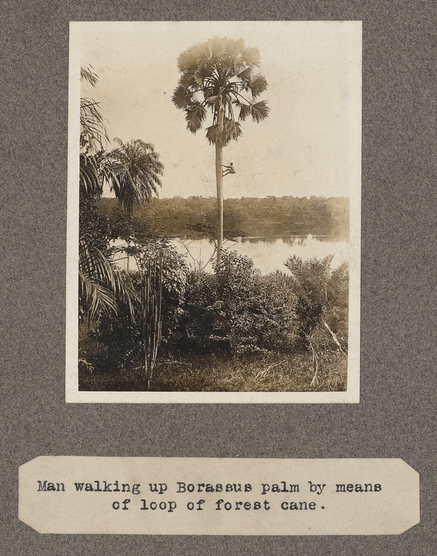 Man walking up Borassus palm by means of loop of forest cane.