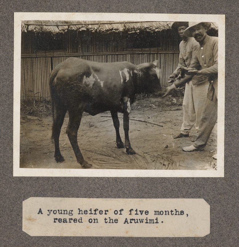 A young heifer of five months, reared on the Aruwimi