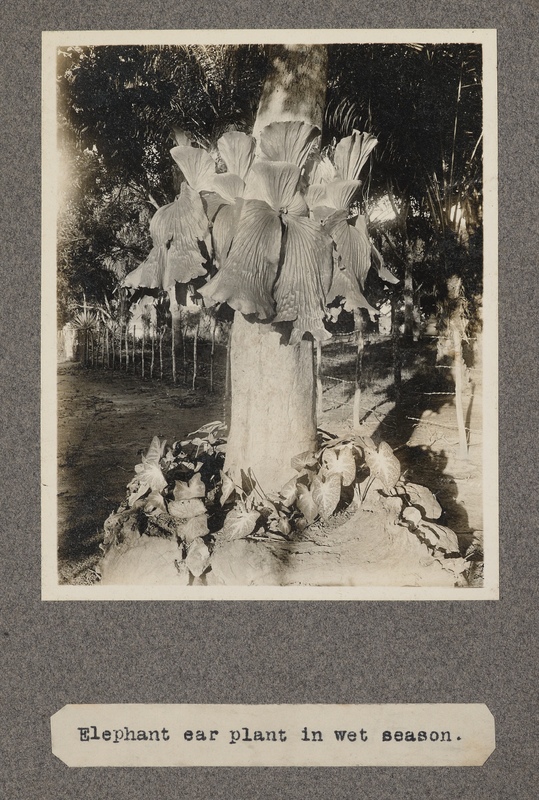 Elephant ear plant in wet season