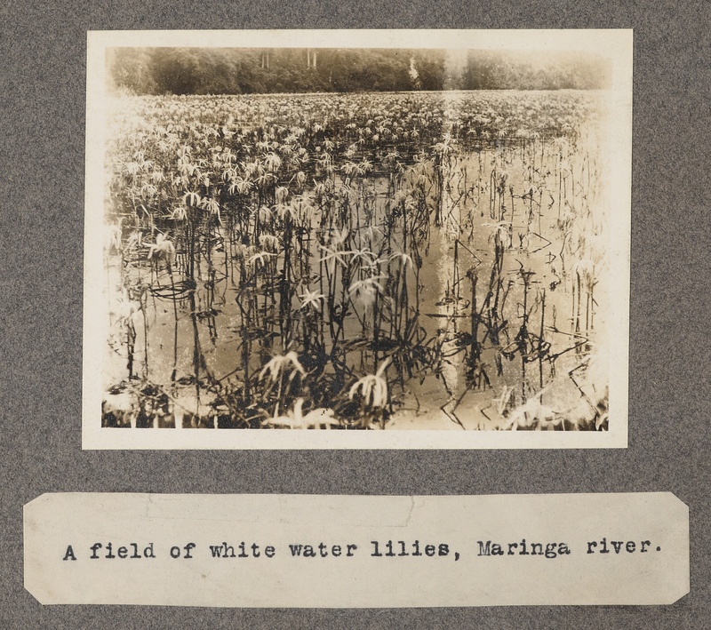 A field of white water-lilies, Maringa River