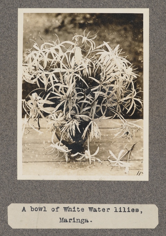 A bowl of white water-lilies, Maringa