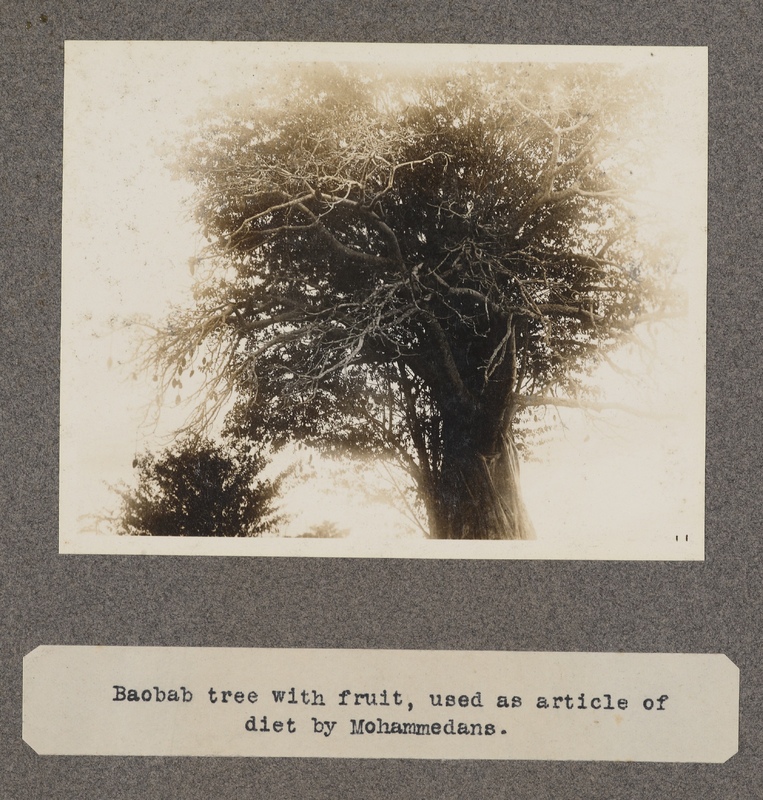 Baobab tree with fruit, used as article of diet by Mohammedans