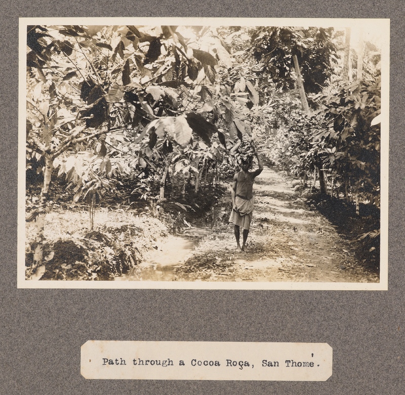 Path through Cocoa Roca, San Tomè.