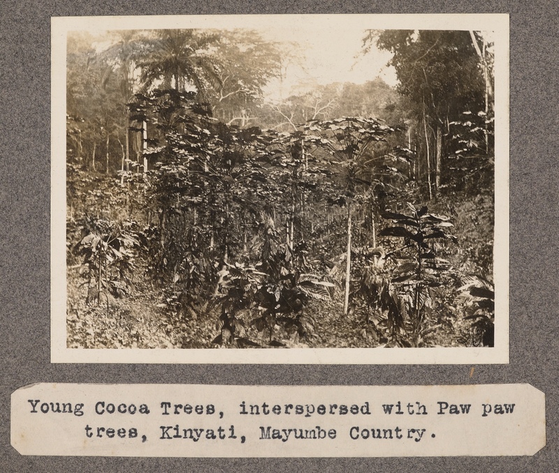 Young Cocoa Trees, interspersed with paw paw trees, Kinyati, Mayumbe country.