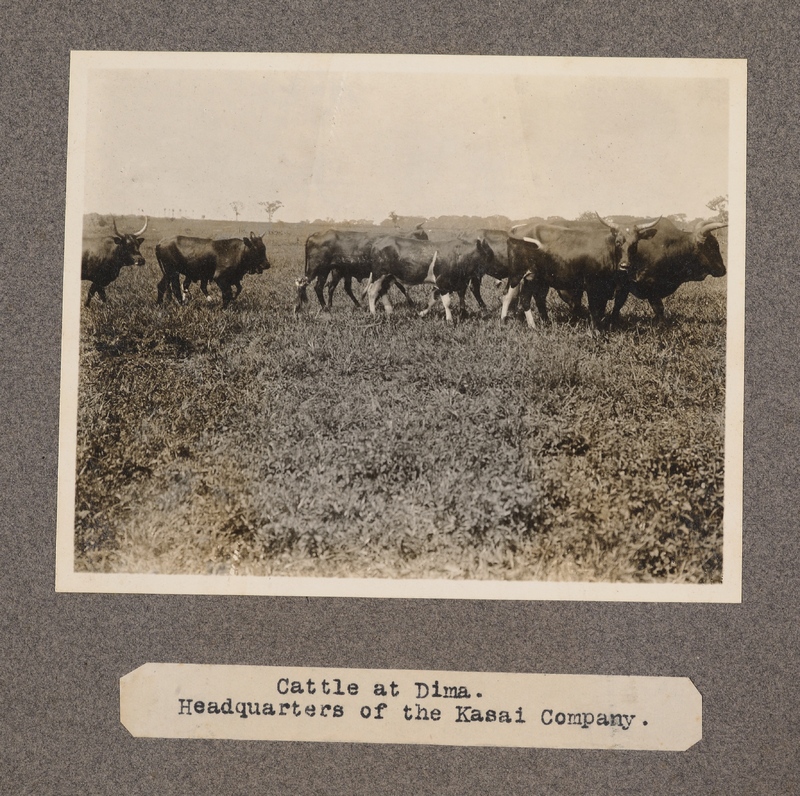 Cattle at Dima. Headquarters of the Kasai Company