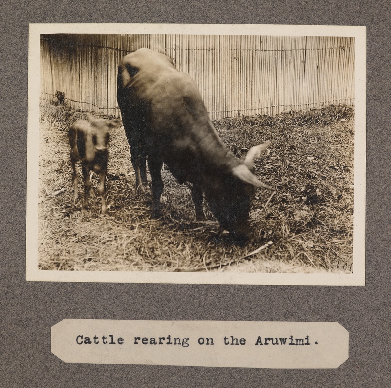 Cattle rearing on the Aruwimi