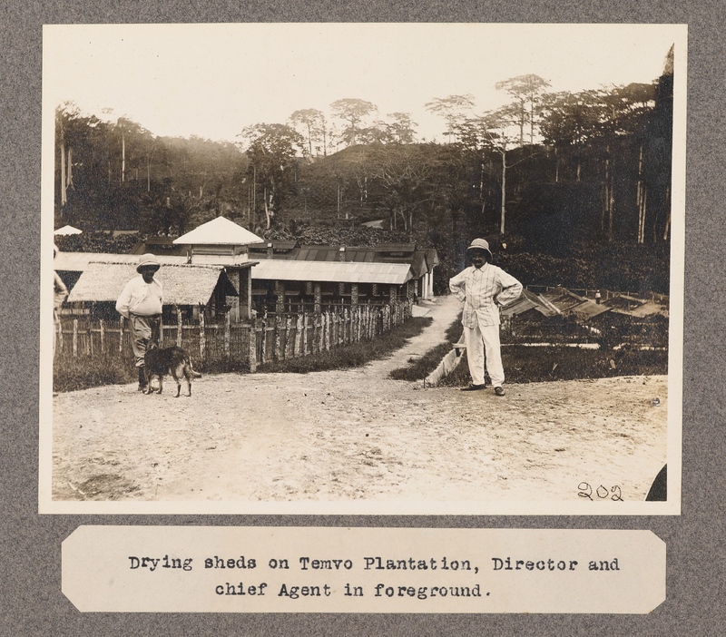 Drying shed on Temvo Plantation, Director and chief Agent in the foreground.