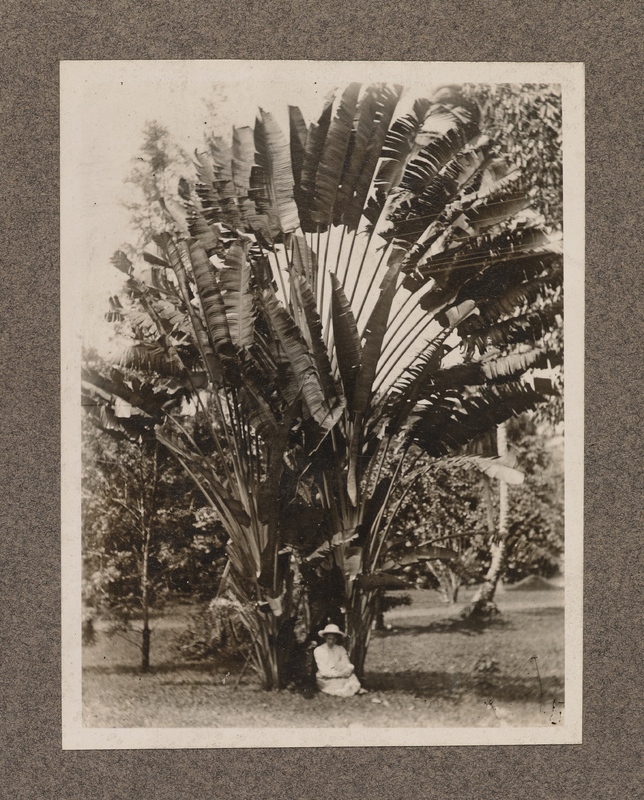 No caption [Mrs. Harris in front of palm tree]