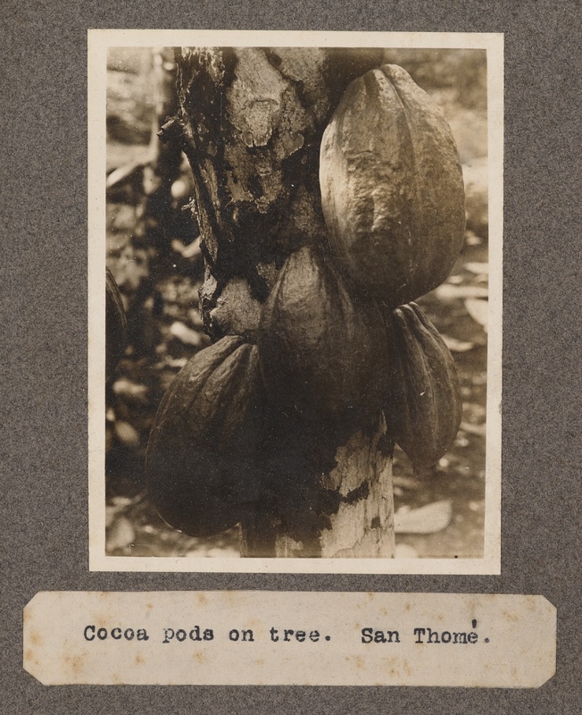 Cocoa pods on trees. San Tomè.