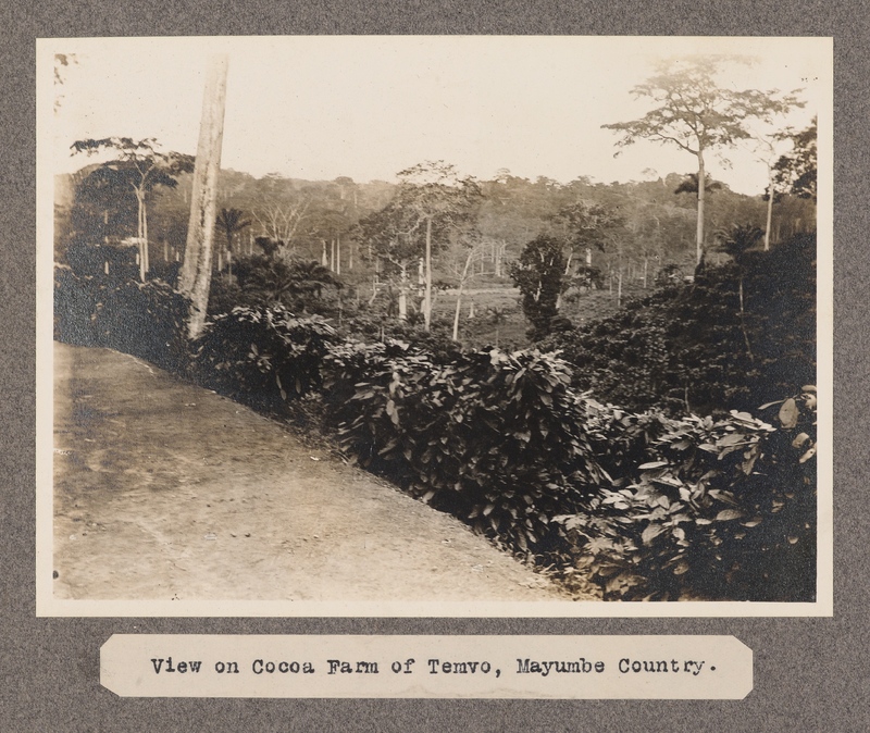 View on Cocoa Farm of Temvo, Mayumbe Country.