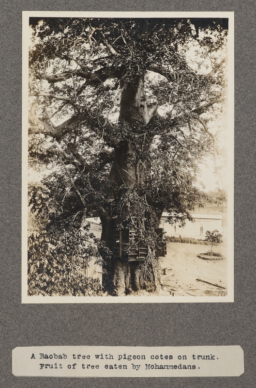 A baobab tree with pigeon cotes on trunk. Fruit of the tree eaten by Mohammedans