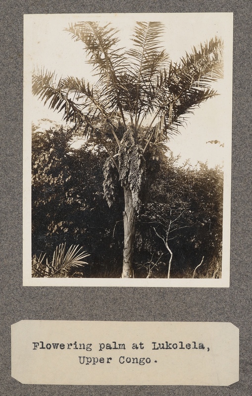 Flowering palm at Lukolela, upper Congo