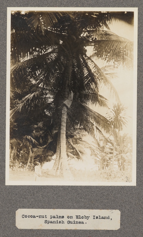 Cocoa-nut palms on Eloby Island, Spanish Guinea