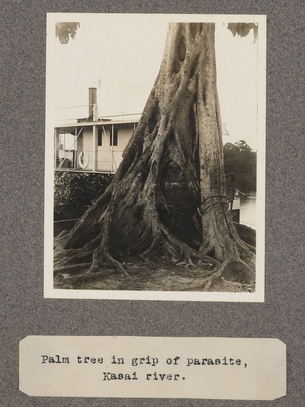 Palm tree in grip of parasite, Kasai River