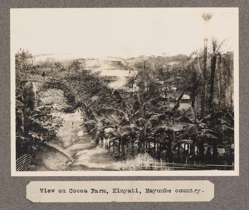 View of Cocoa Farm, Kinyait, Mayumbe country.