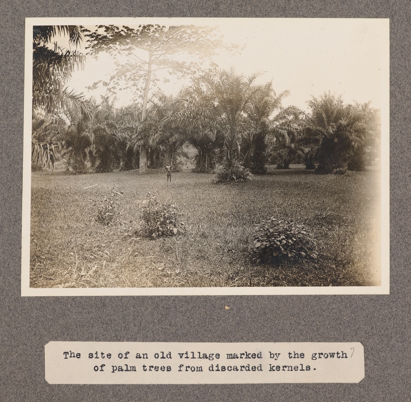 The site of an old village marked by the growth of palm trees from discarded kernels