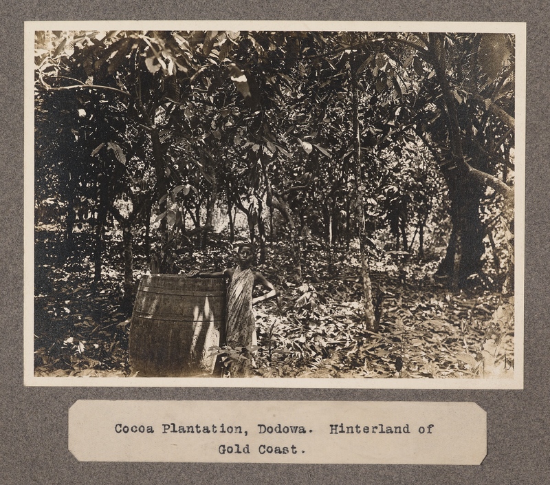 Cocoa Plantation, Dodowa. Hinterland of the Gold Coast.