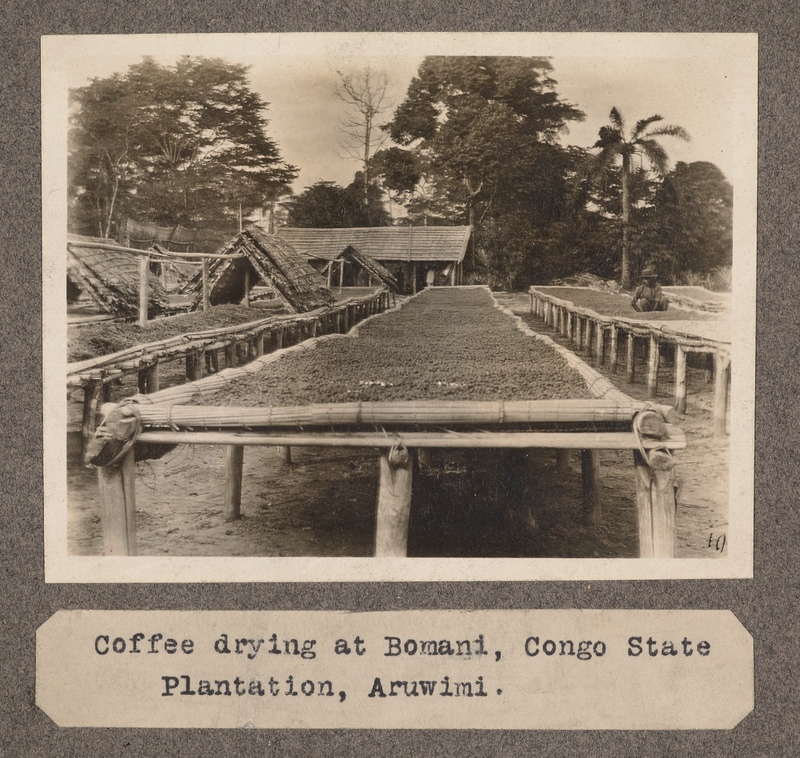 Coffee drying at Bomani, Congo State Plantation, Aruwimi