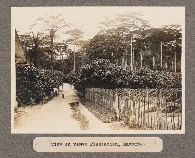 View of Temvo Plantation, Mayumbe.