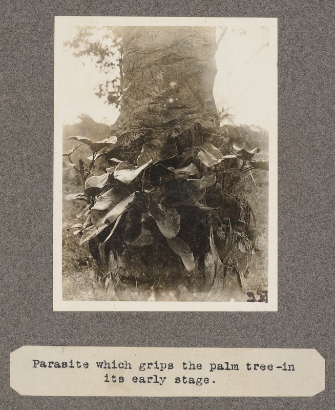 Parasite which grips the palm tree – in its early stage