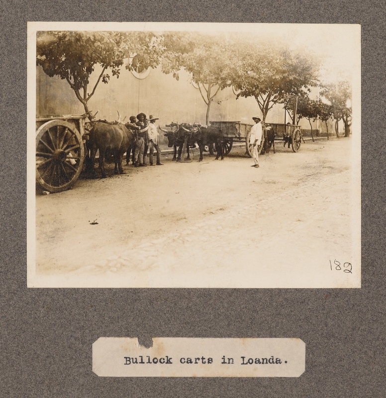 Bullock carts in Loanda