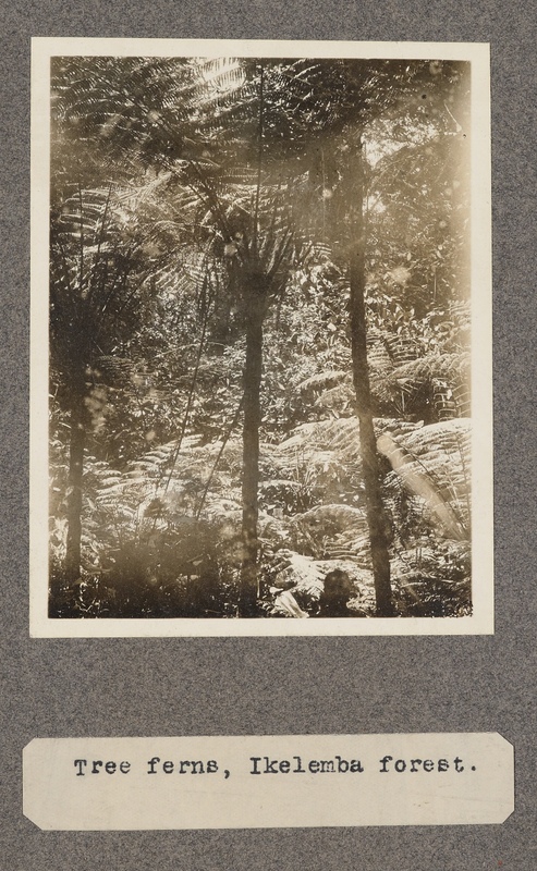 Tree ferns, Ikelemba forest