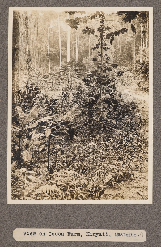 View on Cocoa Farm, Kinyati, Mayumbe.