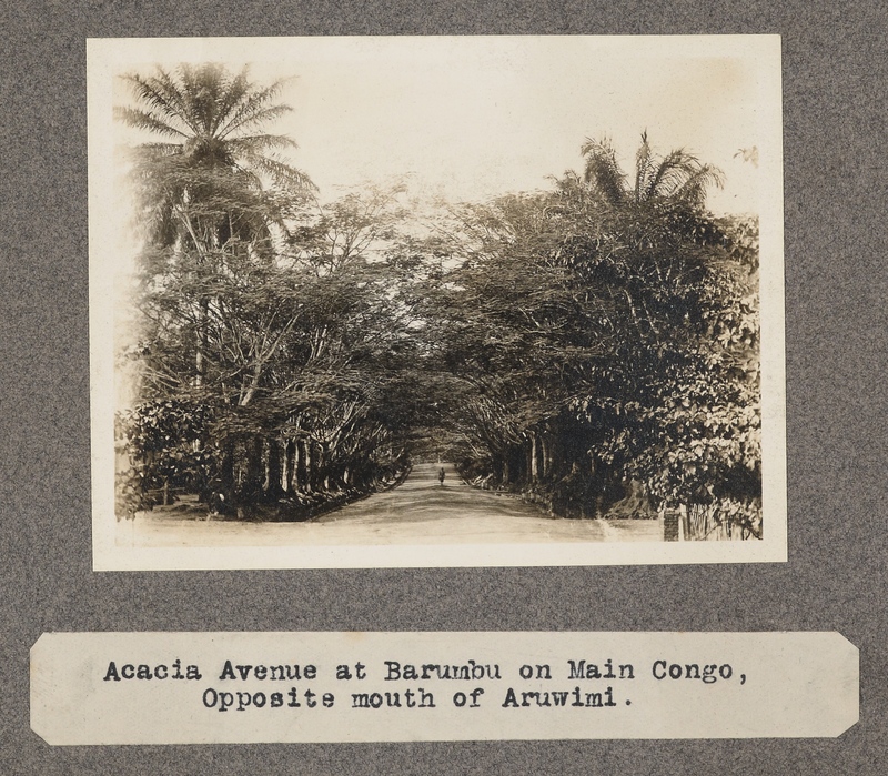 Acacia avenue at Barumba on main Congo. Opposite mouth of the Aruwimi