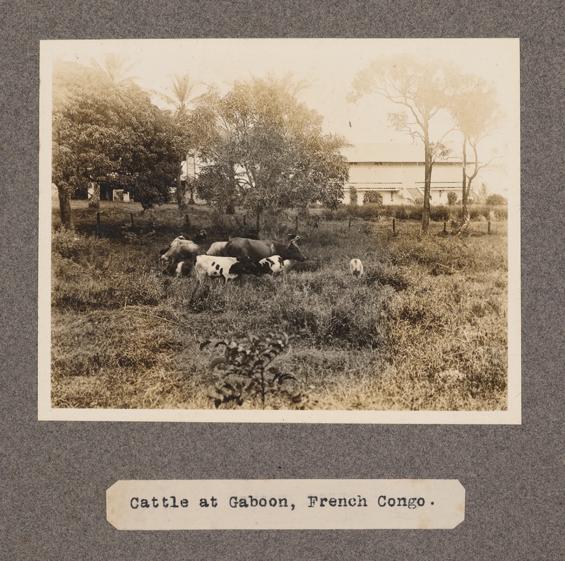 Cattle at Gaboon, French Congo