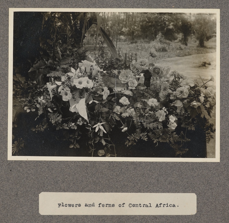 Flowers and ferns of Central Africa