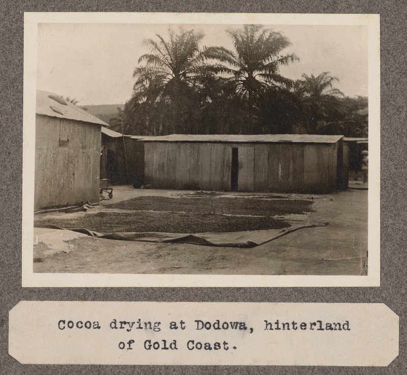 Cocoa drying at Dodowa, hinterland of Gold Coast