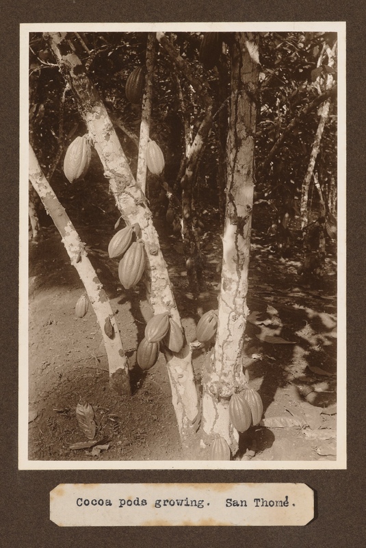 Cocoa pods growing, San Tomè