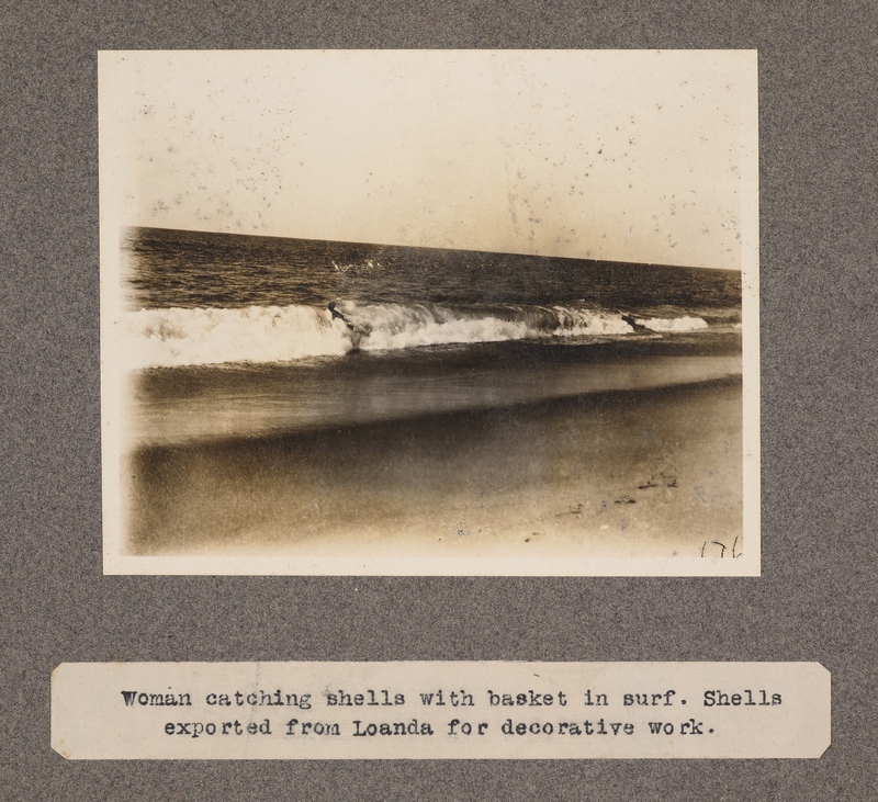 Woman catching shells with basket in surf. Shells exported from Loanda for decorative work