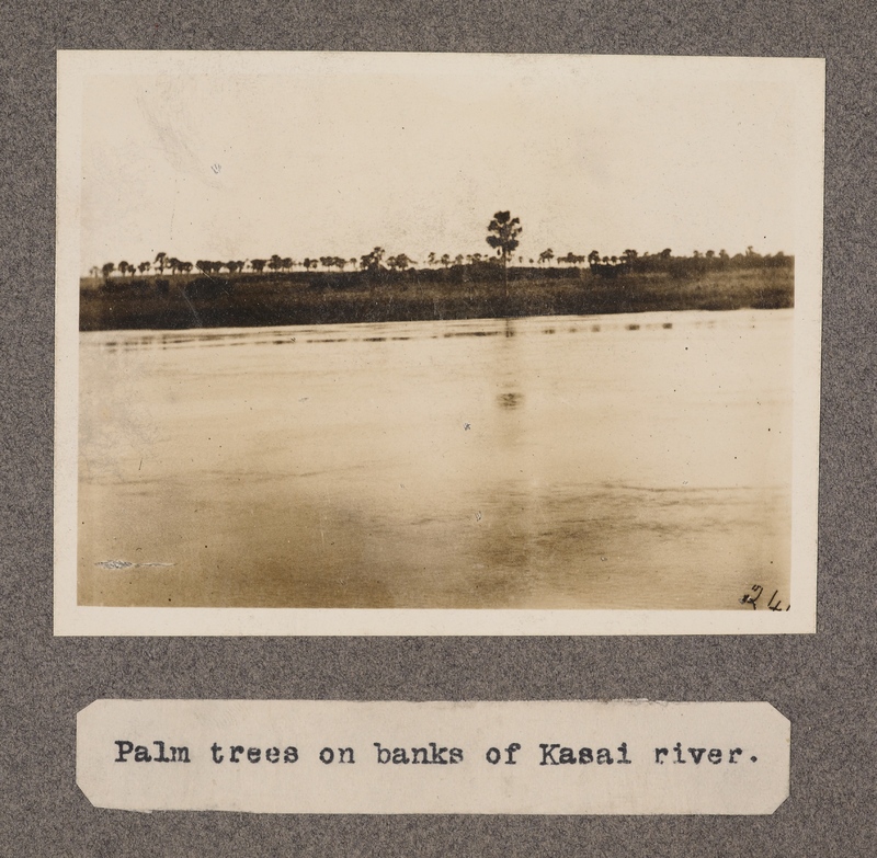 Palm trees on banks of Kasai River