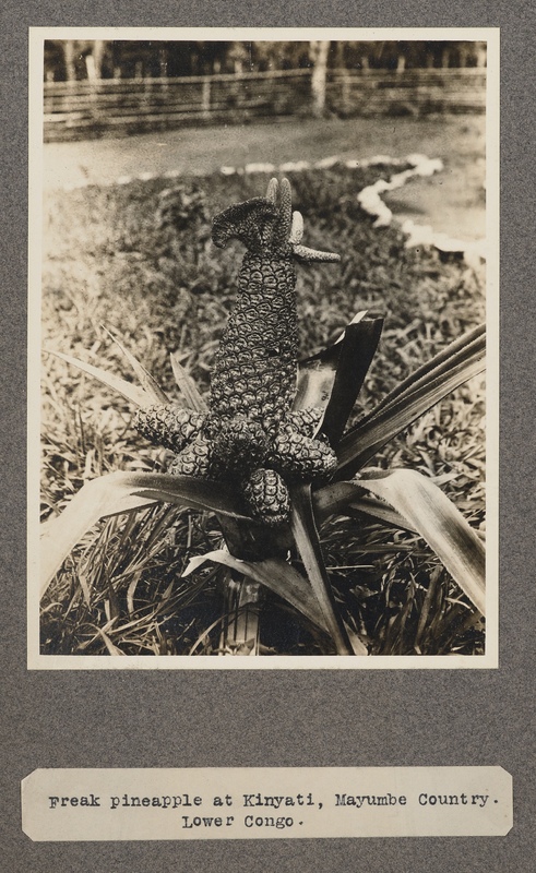 Freak pineapple at Kanyate, Nayumbe country, lower Congo