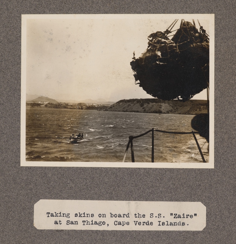 Taking skins on board the S. S. Zaire at San Thiago, Cape Verde Islands