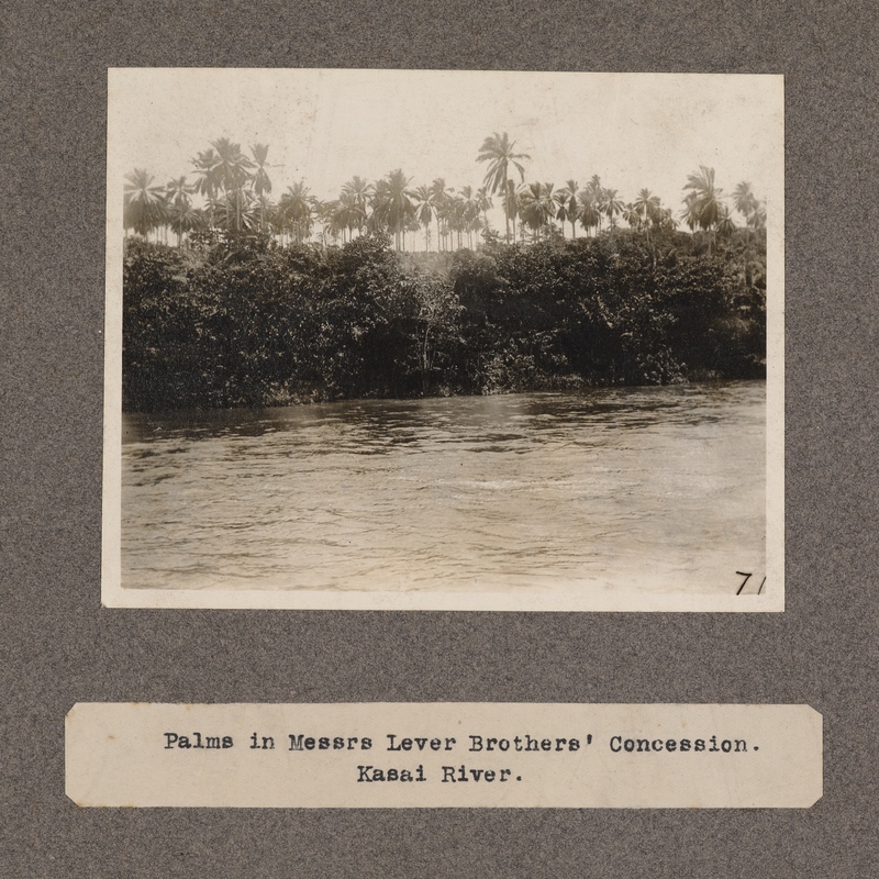 Palms in Messrs. Lever Brothers' Concession. Kasai River