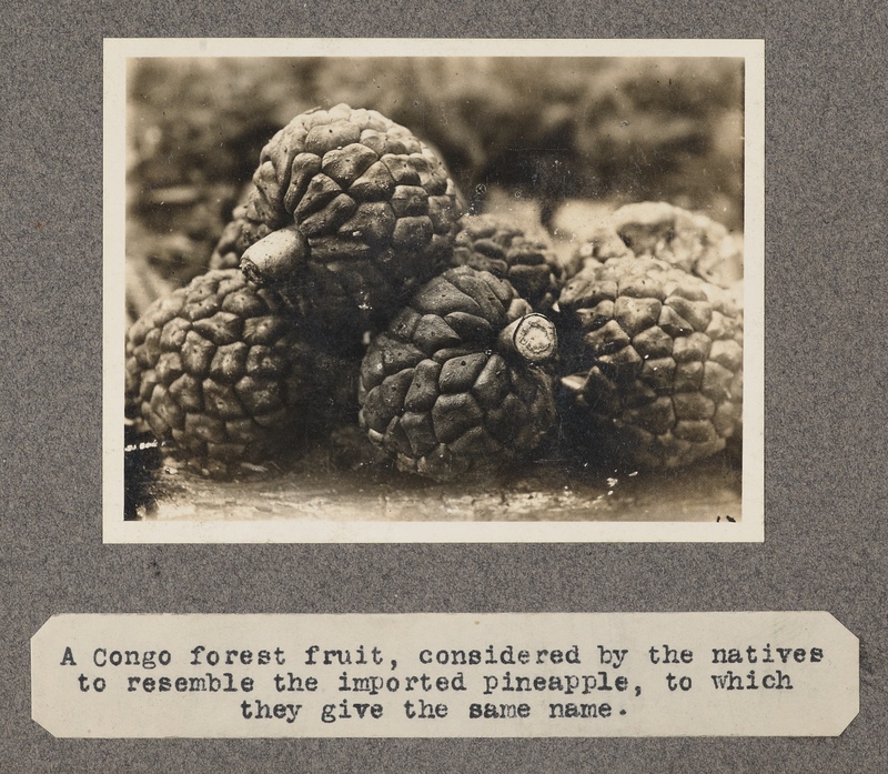 A Congo forest fruit, considered by the natives to resemble the imported pineapple, to which they give the same name