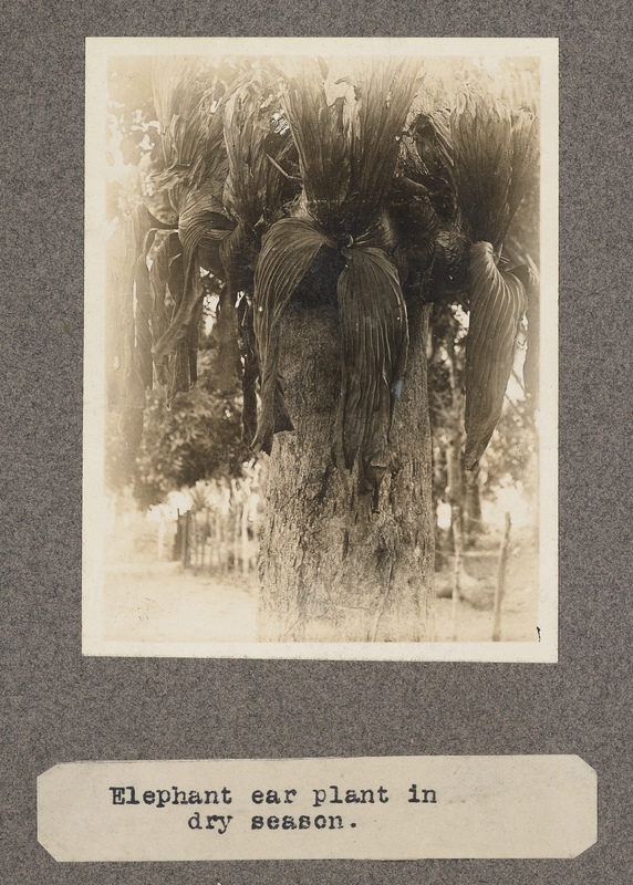 Elephant plant in dry season