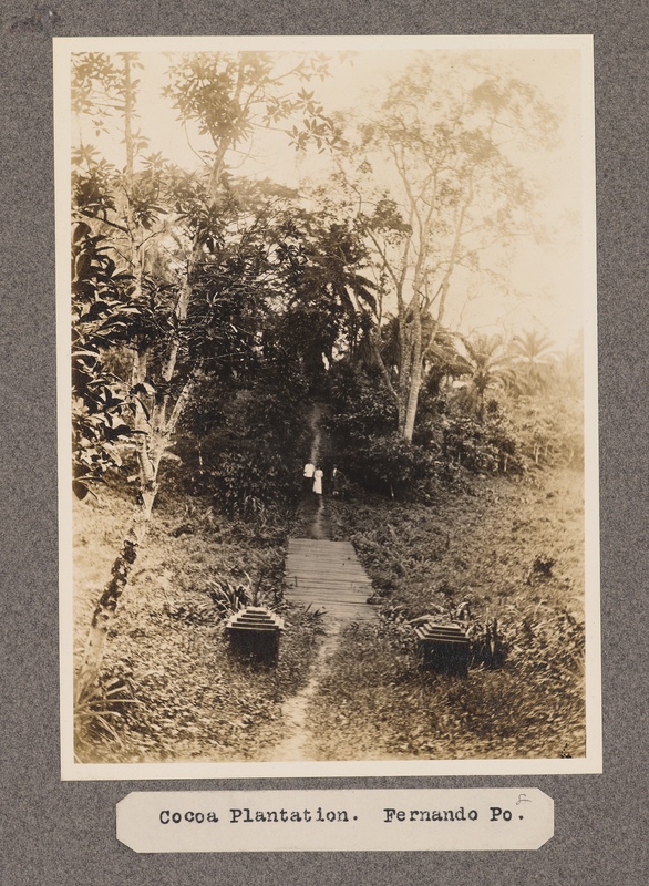 Cocoa plantation, Fernando Po.