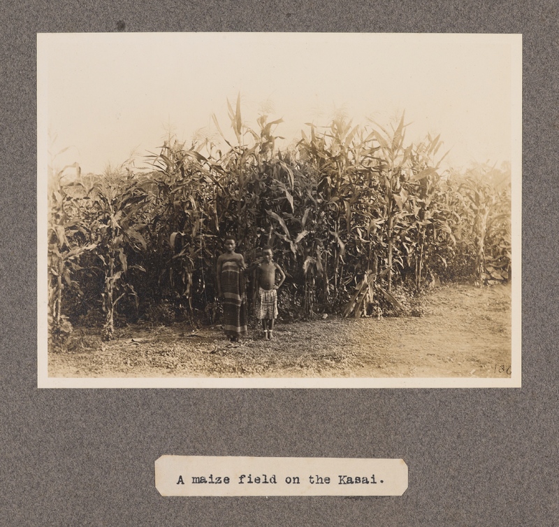 A maize field on the Kasai