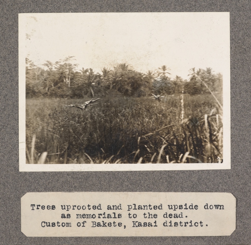 Trees uprooted and planted upside down as memorials to the dead. Custom of Bakete, Kasai District