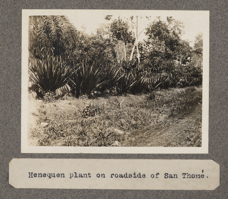 Henequen plant on roadside of San Thomé