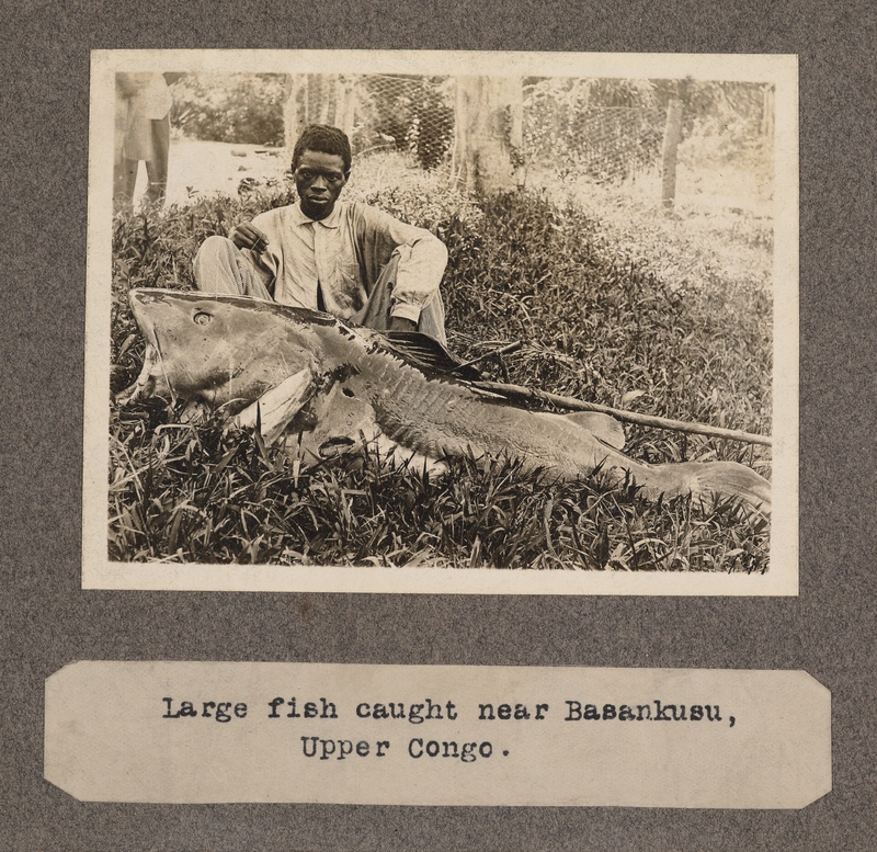 Large fish caught near Basankusu, upper Congo